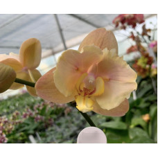 Орхидея Phal. Miki Strawberry Freckle 118 big lip - купить